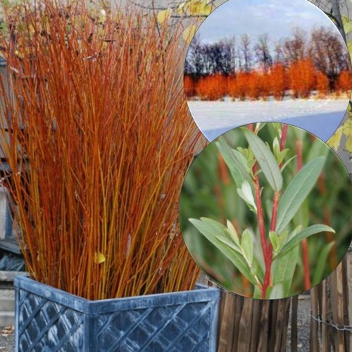 Salix 'Flame' - Paju 'Flame' P9/0,55L